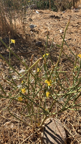 Rush Skeletonweed