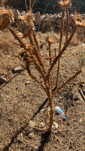 Illyrian thistle