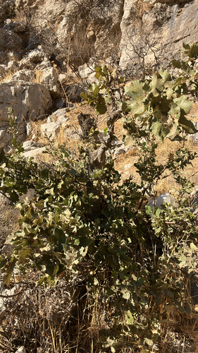 Persian oak