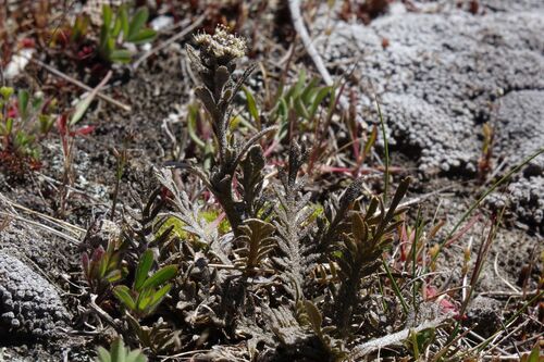 Alexandra Cress (Lepidium solandri)