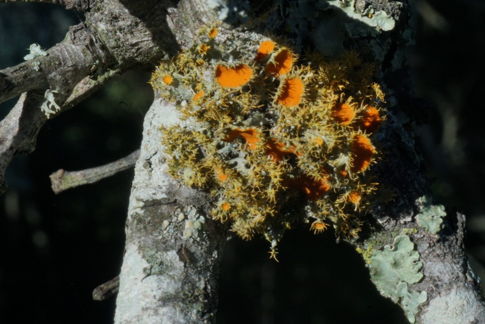 Teloschistes image