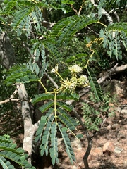 Albizia adianthifolia adianthifolia