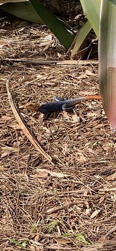 Agamidae image