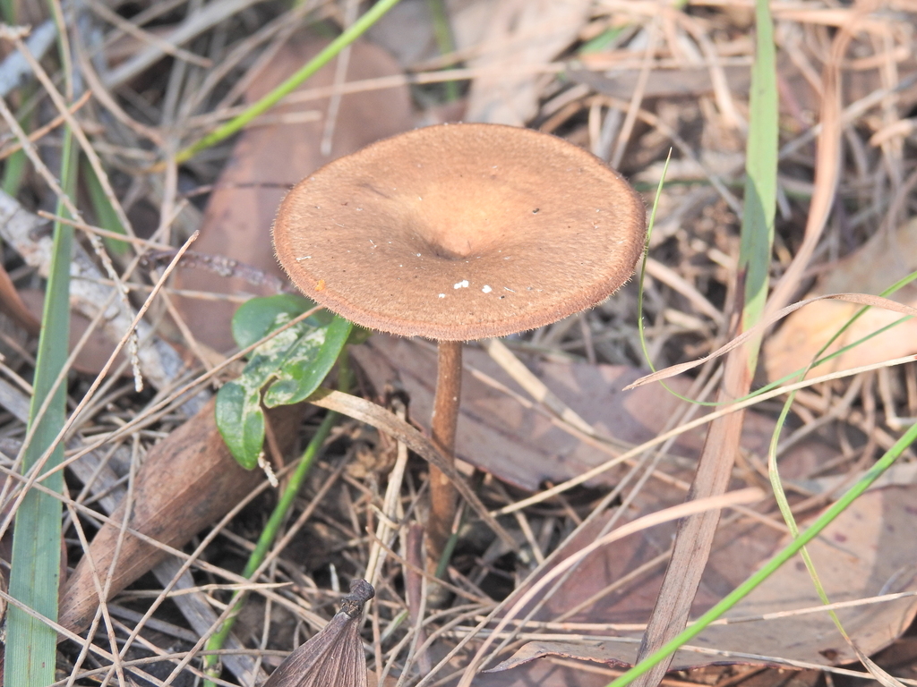 Lentinus arcularius · November 2025 · photo: © scottwgavins (iNaturalist, cc-by)