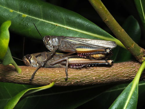 Lamenting Grasshopper