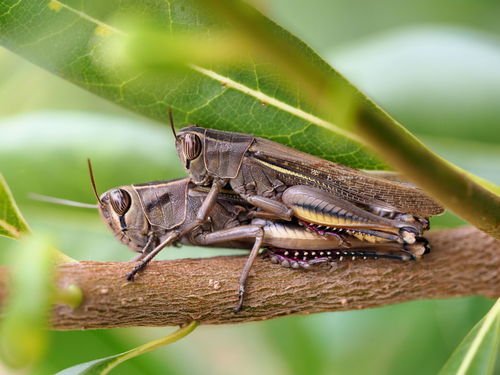 Lamenting Grasshopper