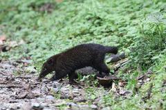 Nasua olivacea