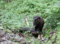 Nasua olivacea