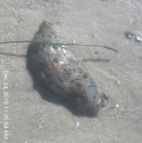 Bursatella leachii