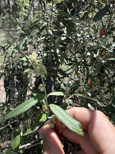 Croton phebalioides observed 2025-10-30