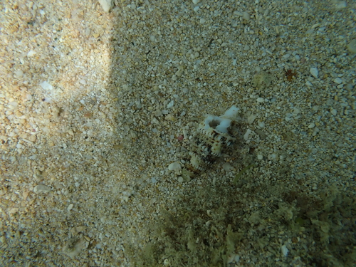 Cerithium obeliscus observed 2025-10-28