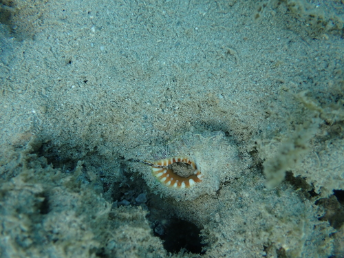 Cymatium nicobaricum, 2025-10-28