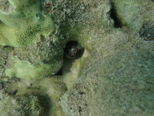 Cypraea caputserpentis observed 2025-10-28