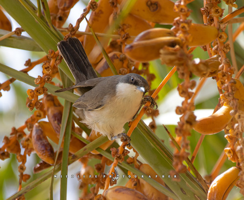 Western Orphean Warbler