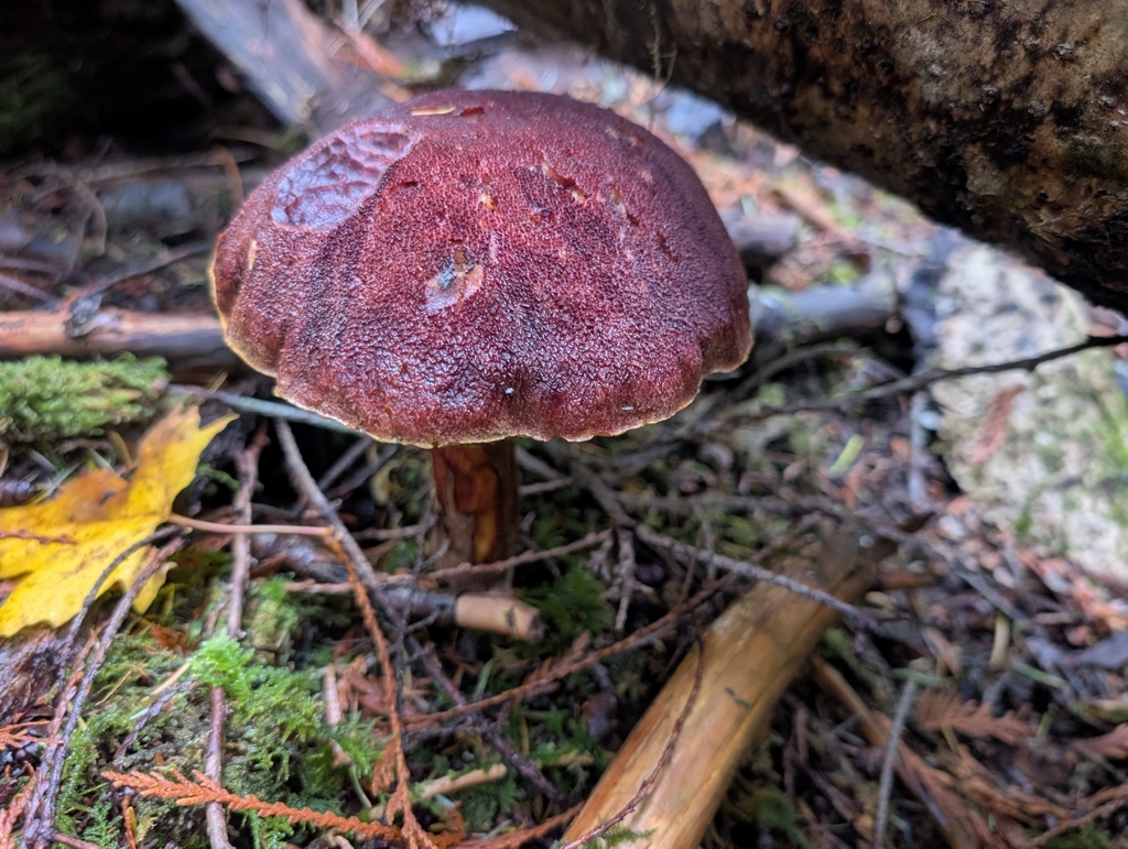 Aureoboletus mirabilis · November 2025 · photo: © simonele (iNaturalist, cc-by)