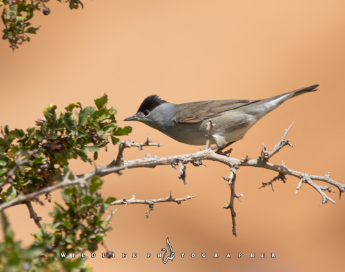 Eurasian Blackcap