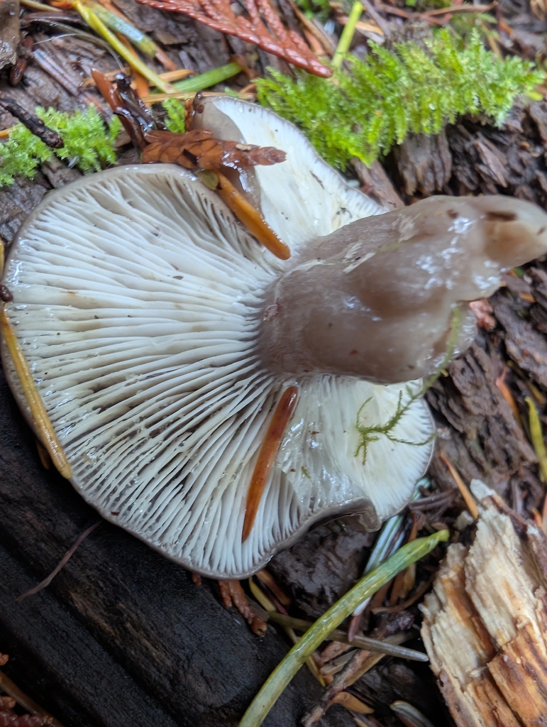 Lactarius glutigriseus · November 2025 · photo: © simonele (iNaturalist, cc-by)