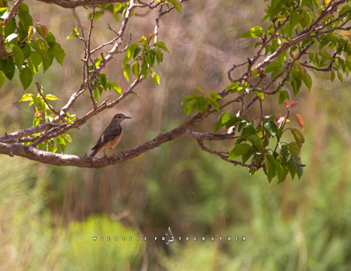 Rufous-tailed Rock-Thrush