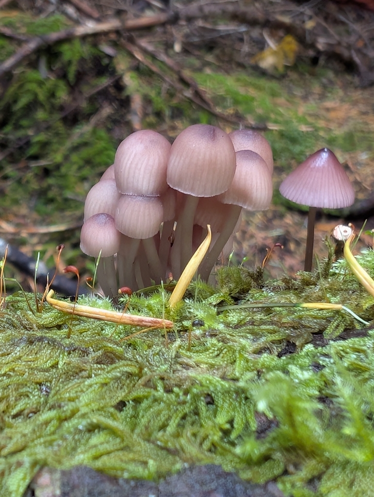 Mycena purpureofusca · November 2025 · photo: © simonele (iNaturalist, cc-by)