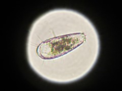 Euglypha