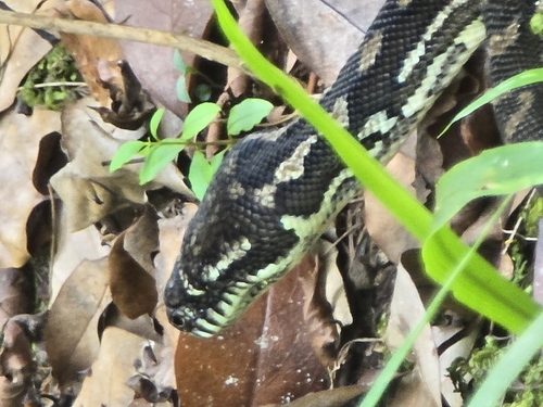 Coastal Carpet Python sighting