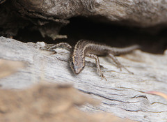 Cryptoblepharus pannosus