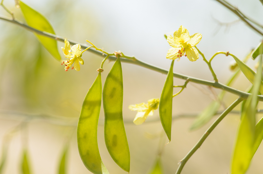 Spanish Moss (SPC Florida Plants ) · iNaturalist