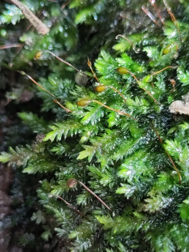 Hookeriopsis