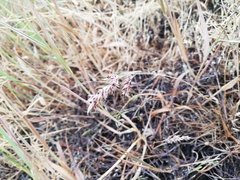 Poa bulbosa vivipara