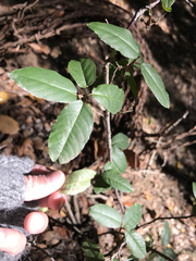 Frangula californica californica