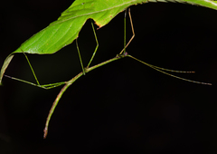 Libethra