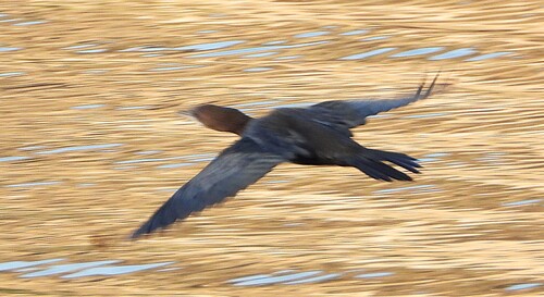 Pygmy Cormorant