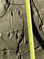 Perognathinae