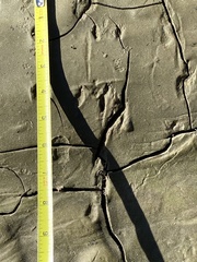 Perognathinae