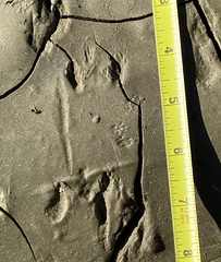 Perognathinae