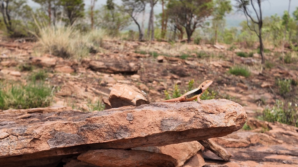 Kimberley rock dragon
