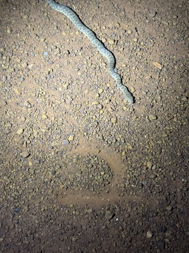 Children's Python sighting