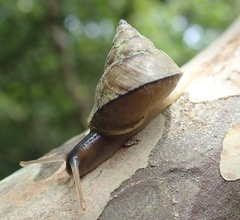 Conulinus