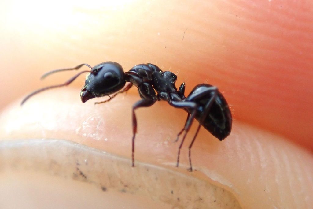 Camponotus piceus