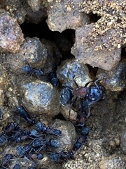Camponotus anthrax
