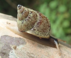 Conulinus