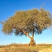 Argan Tree - Photo (c) osoandino, some rights reserved (CC BY-NC), uploaded by osoandino