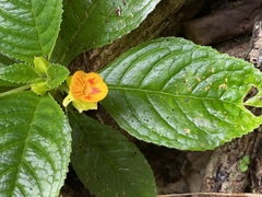 Chrysothemis