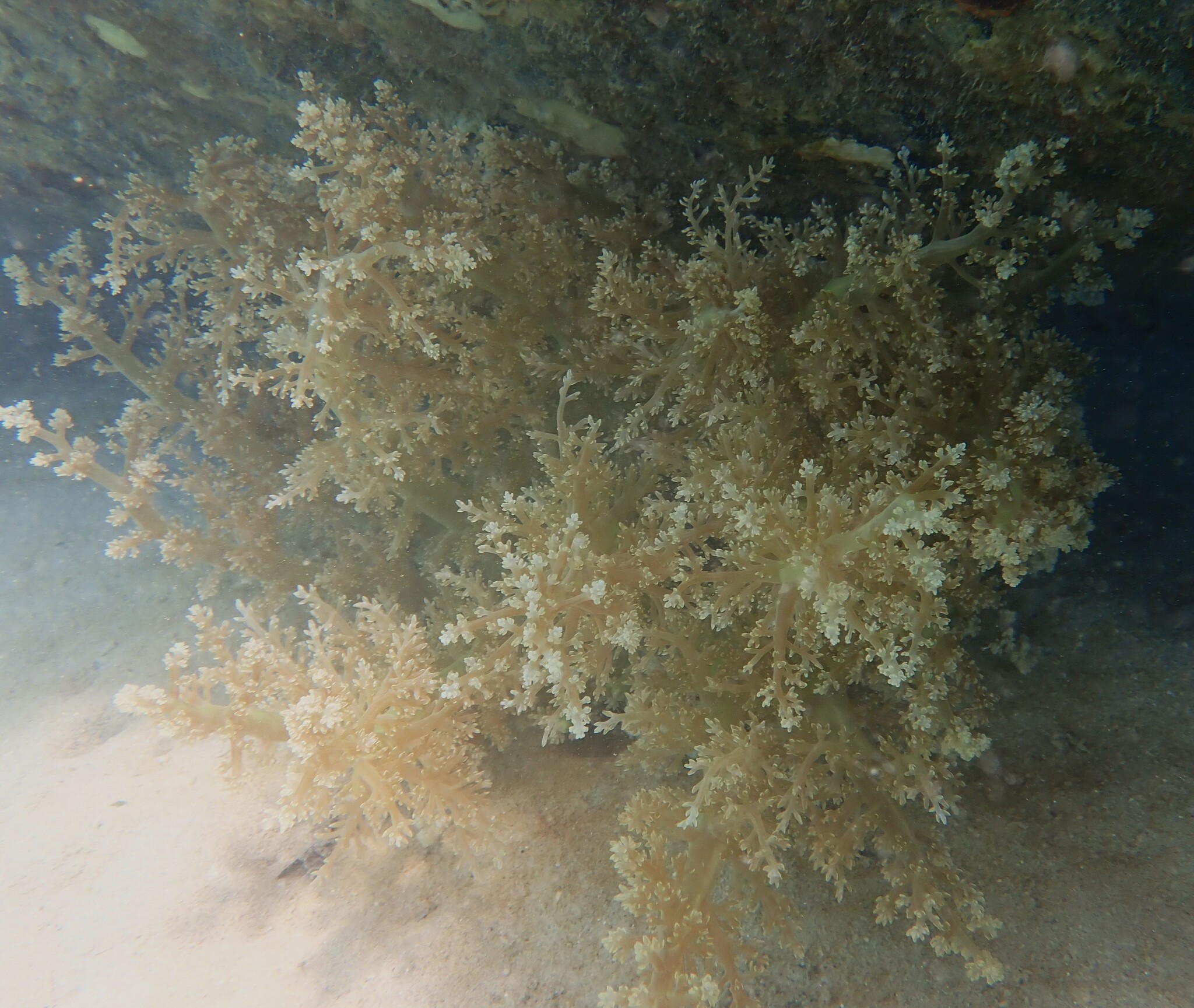 Actinodendron arboreum (Quoy & Gaimard, 1833)