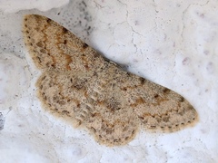 Scopula luridata