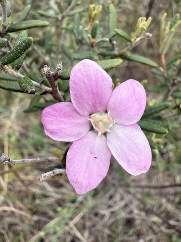 Ricinocarpos bowmanii observed 2025-11-03