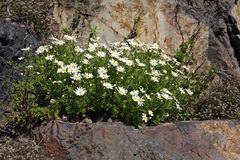 Argyranthemum callichrysum image