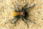 Seothyra longipedata