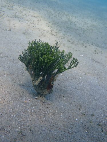 Halimeda cylindracea observed 2025-10-26