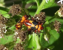 Oncopeltus guttaloides